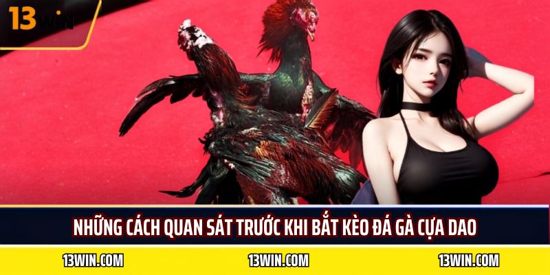 Những cách quan sát trước khi bắt kèo đá gà cựa dao